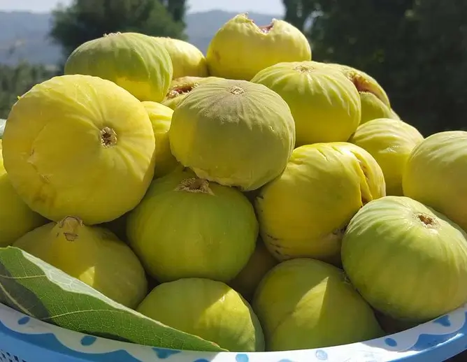 Akre Fig