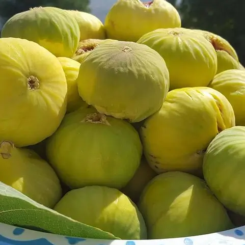 Qandil Shina Fig