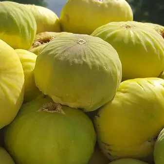 Hawraman Fig