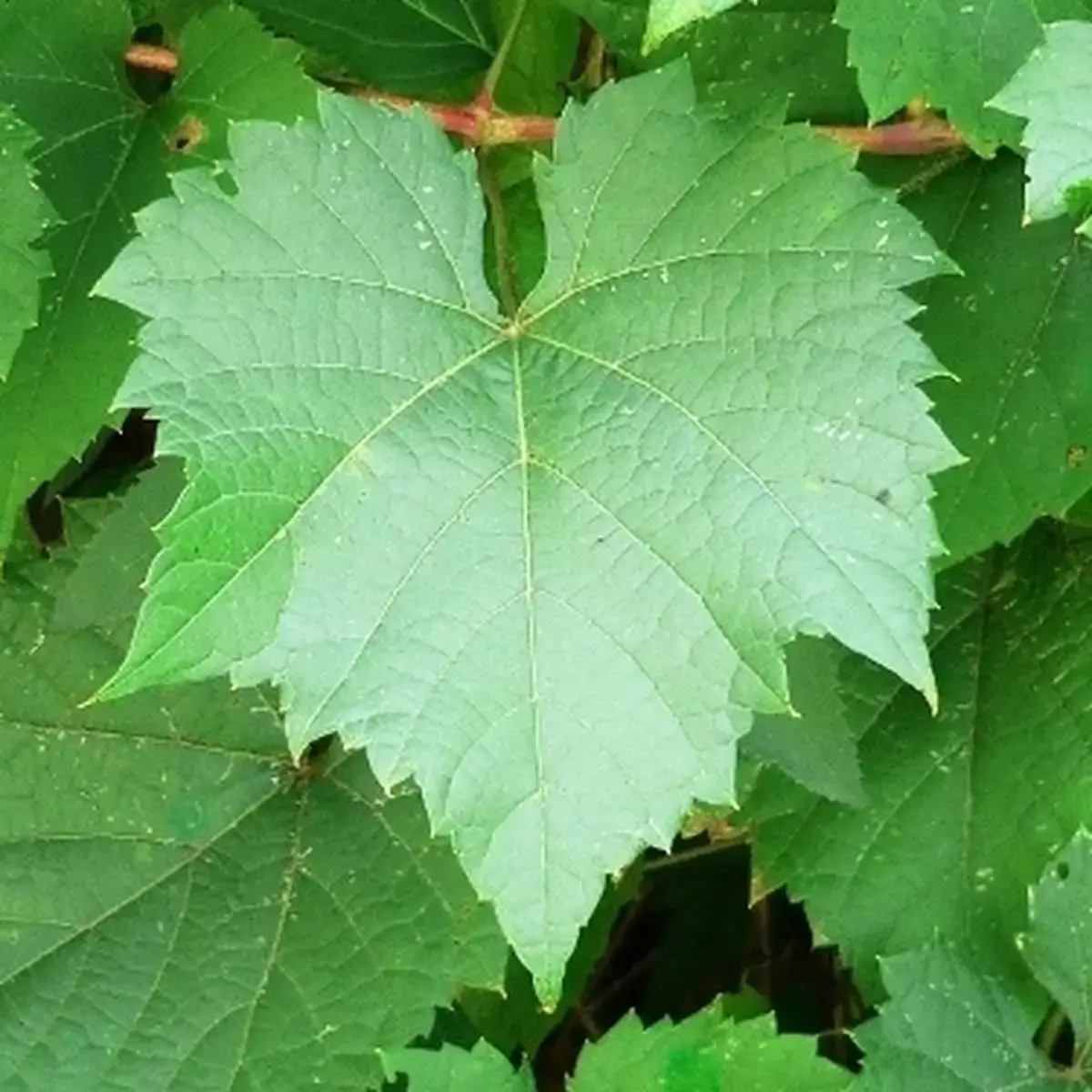 Grape Leaves