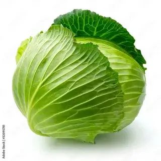 Green Cabbage 