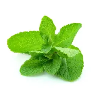 Mint 