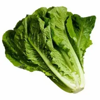 Lettuce 