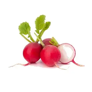Radish