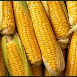 Fresh Corn