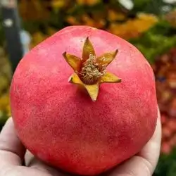 Sour Pomegranate