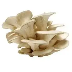 Mushroom Oyster 150g