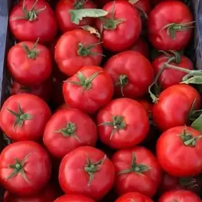 Tomato