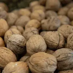 Wallnut Shell