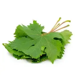 Grape Leaves