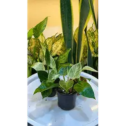 Small Philodendron