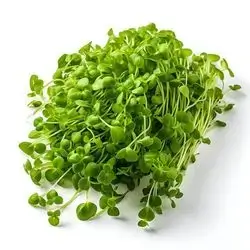 Cress