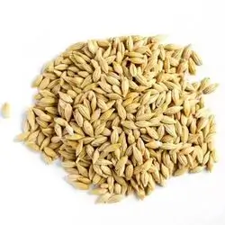 Barley