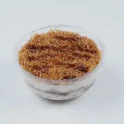 khash khash