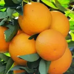 Egyptian Orange