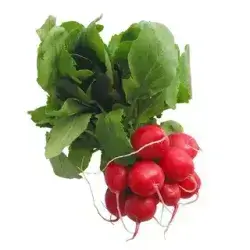 Red Radish