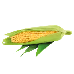 corn