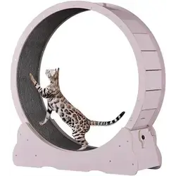 Cat Training L