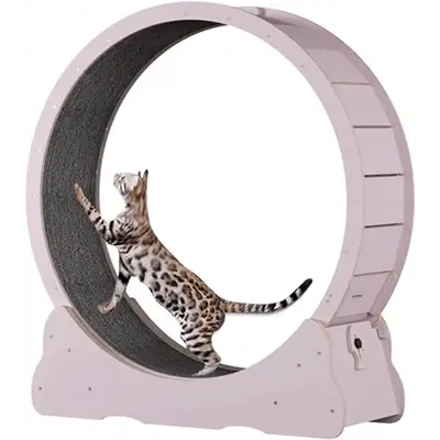 Cat Training M