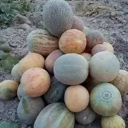 Melon kurdi
