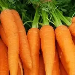 گێزەر