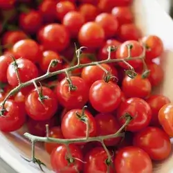 Cherry Tomato 