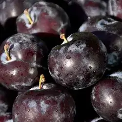 Black Plum