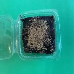 Brownies