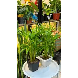 Areca Palm (Medium)