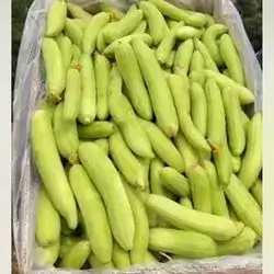 ترۆزی