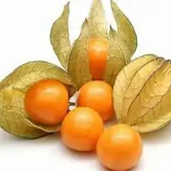 Physalis Iranian Pcs
