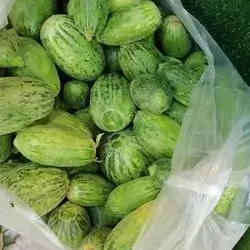 Syrian cucumber