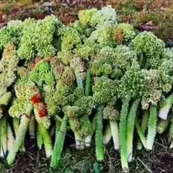 Rhubarb