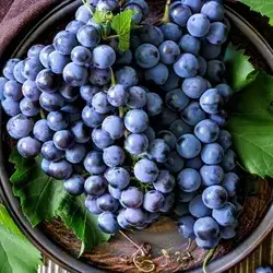 Iraqi Olive Grape