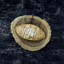 Croissant Stuffed Milk