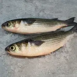 Fresh Grey Mullet Kg