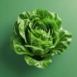 American Lettuce