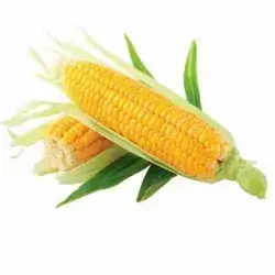 Fresh Corn