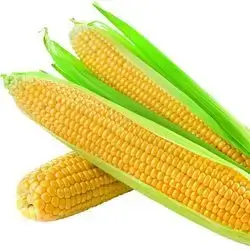 Corn