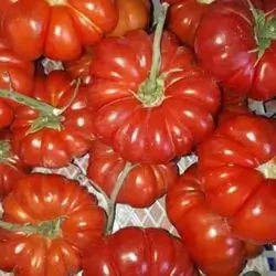 Golden Tomatoes