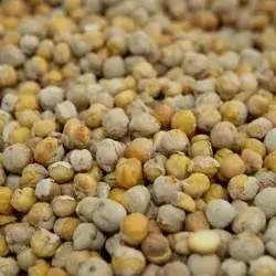 Chickpeas Kurdish