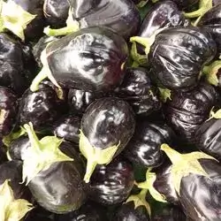Round Eggplant