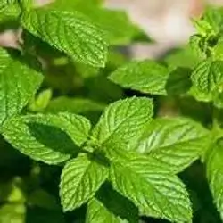 Mint