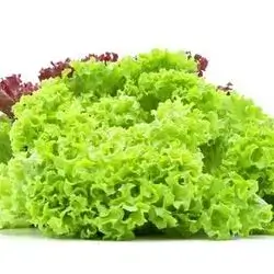French Lettuce