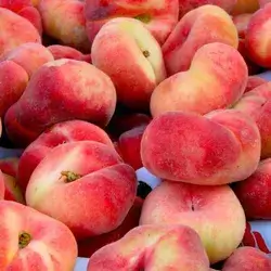 Flat Peach