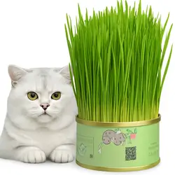 Cat Grass Can #2