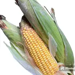 Corn
