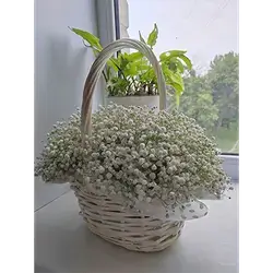 Basket Flower