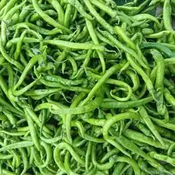 Sweet Green Pepper