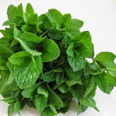 Fresh Mint Bunch